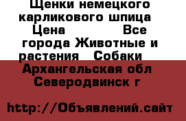 Щенки немецкого карликового шпица › Цена ­ 20 000 - Все города Животные и растения » Собаки   . Архангельская обл.,Северодвинск г.